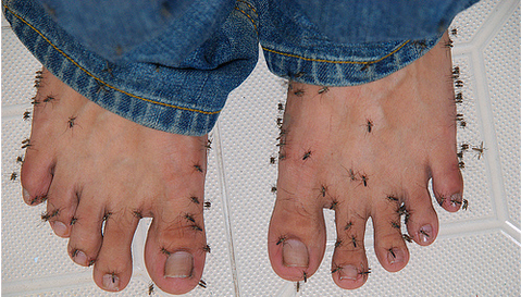 Flea Bites on Humans – Flea Bite Symptoms