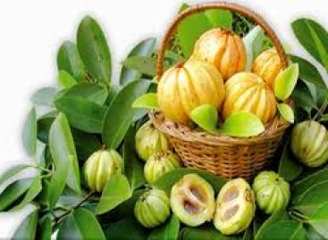The most exceptional health benefits of Garcinia Cambogia
