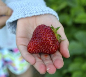 strawberry-jackpot-loris-getting-to-yum-story