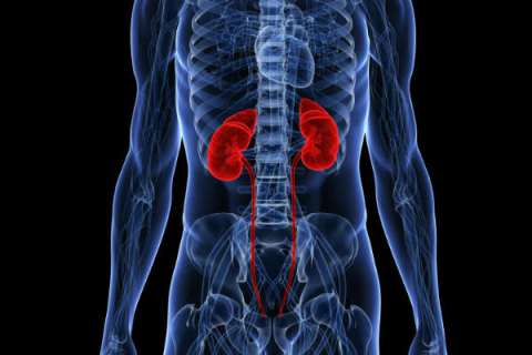 kidneys