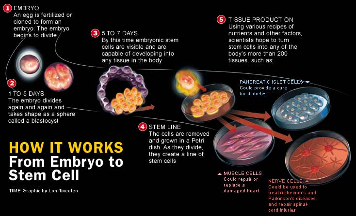 stemcells