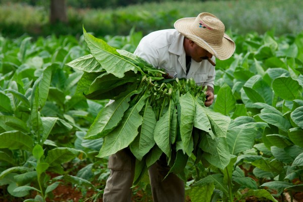tobbaco leaves