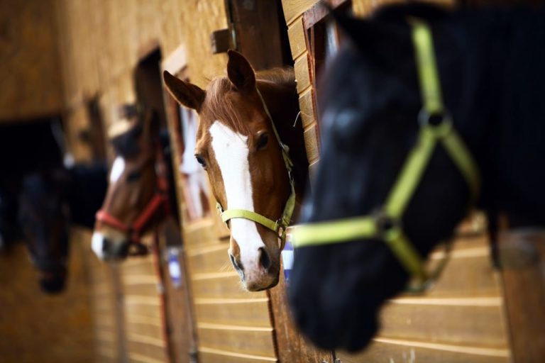 Health Benefits of Owning a Horse