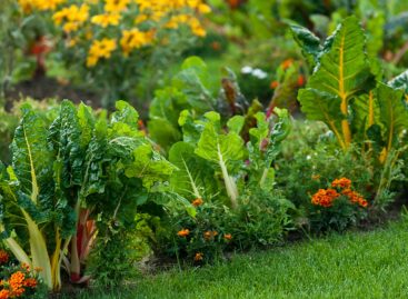 Easy To Grow Edible Plants