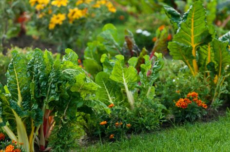 Easy To Grow Edible Plants