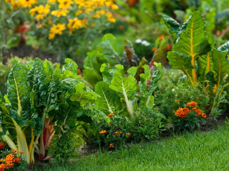 Edible Plants